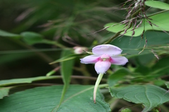 Impatiens fruticosa